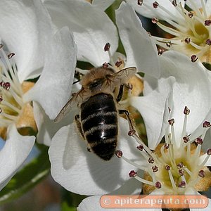 foto de abeja extrayendo nectar de flor de peral HD